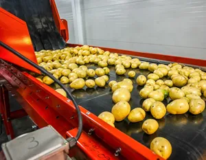 Potato Chips Process Inclined Modular Conveyor