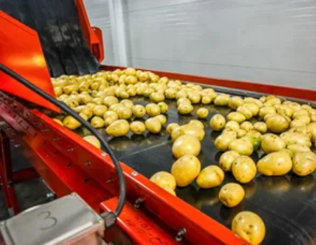 Potato Incline Conveyor System in India